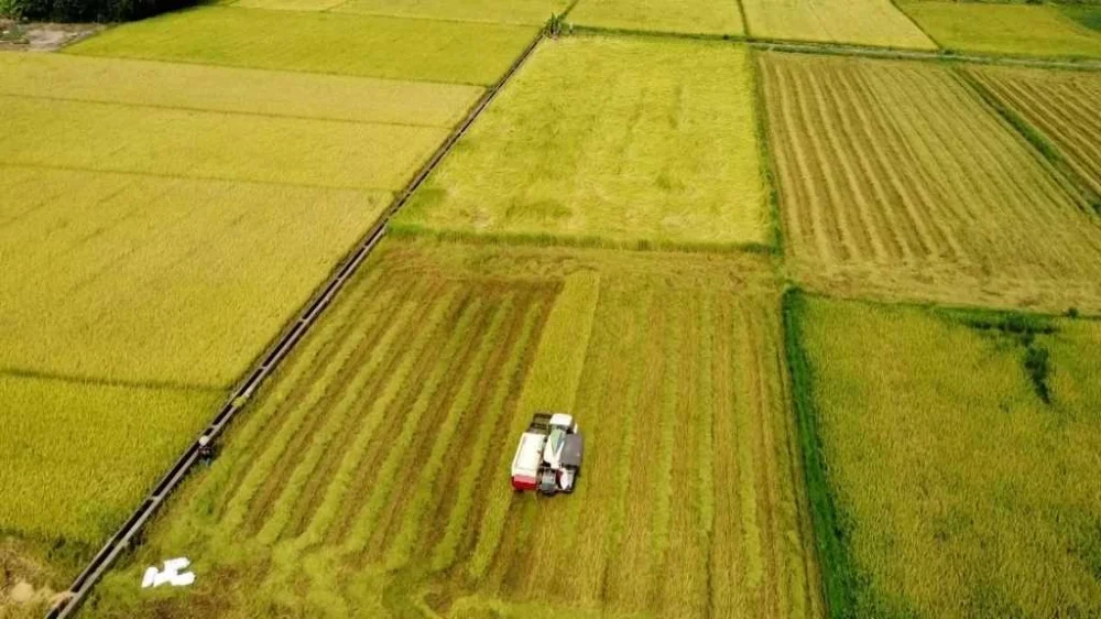 Dự án thiết kế và in ấn hộp đựng gạo rươi Đông Triều