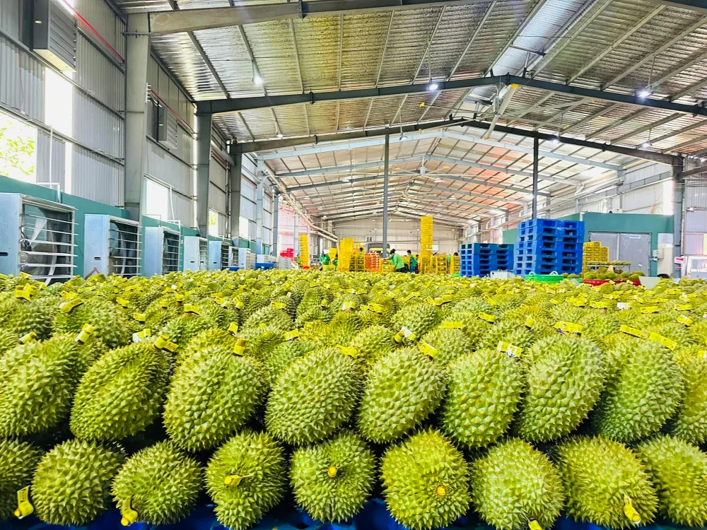 Dự án thiết kế logo OCOP - Gia Nguyễn Foods