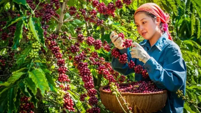 Báo cáo mới nhất về thị trường cafe Việt Nam 
