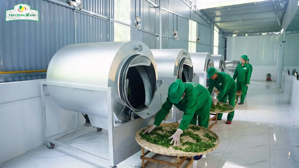 Tân Cương Xanh có quy trình sản xuất hiện đại