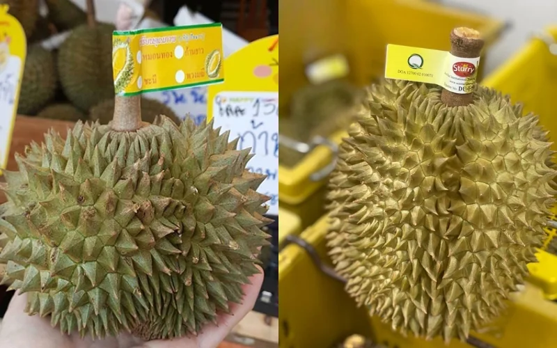 hTem dán cuống sầu riêng hoặc bao lưới 