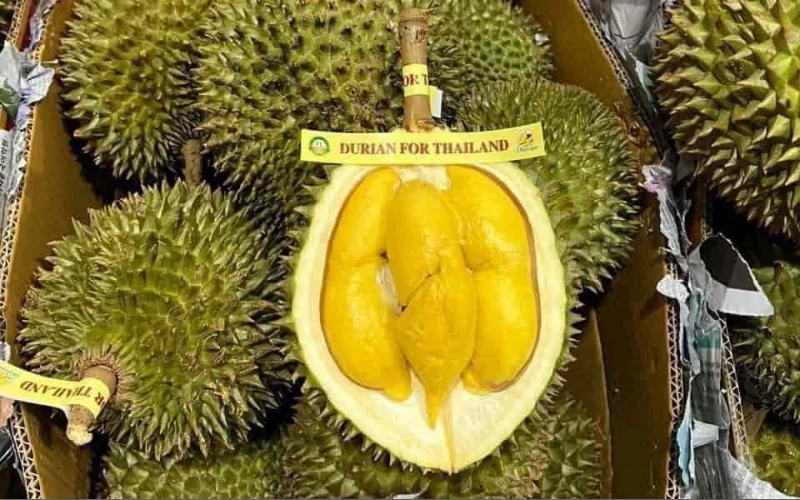 Tem dán cuống sầu riêng hoặc bao lưới 