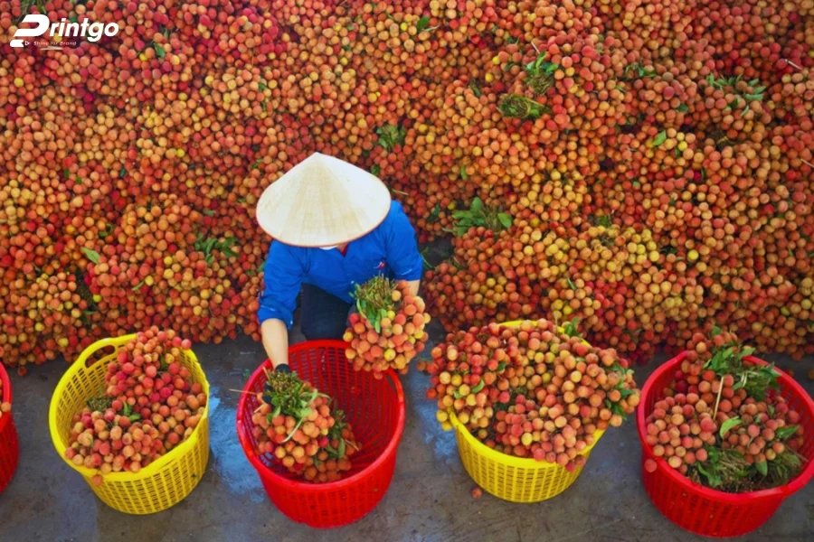 Nhu cầu cấp thiết về hộp vải thiều chuyên dụng
