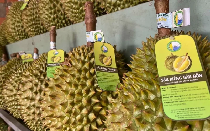 Tem dán sầu riêng hoặc bao lưới 