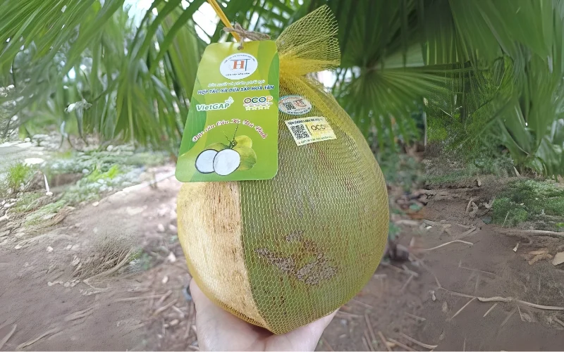 Đặc điểm của tem nhãn dừa xiêm đạt chuẩn Đặc điểm của tem nhãn dừa xiêm đạt chuẩn
