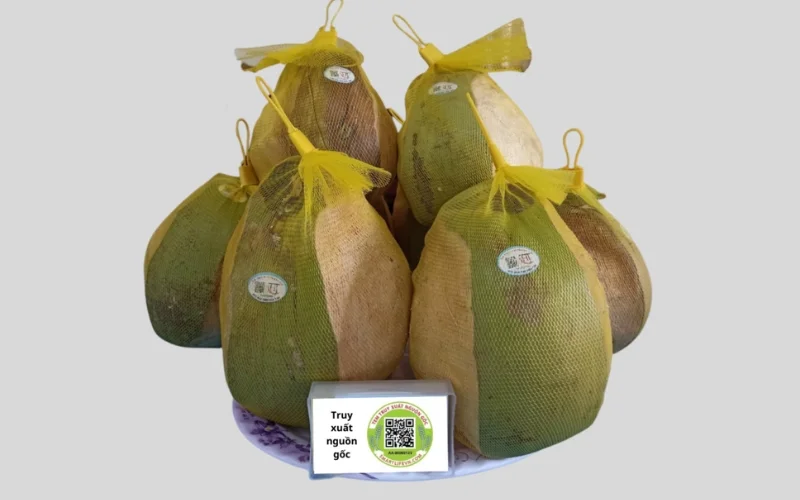 Mẫu in tem dừa truy xuất nguồn gốc