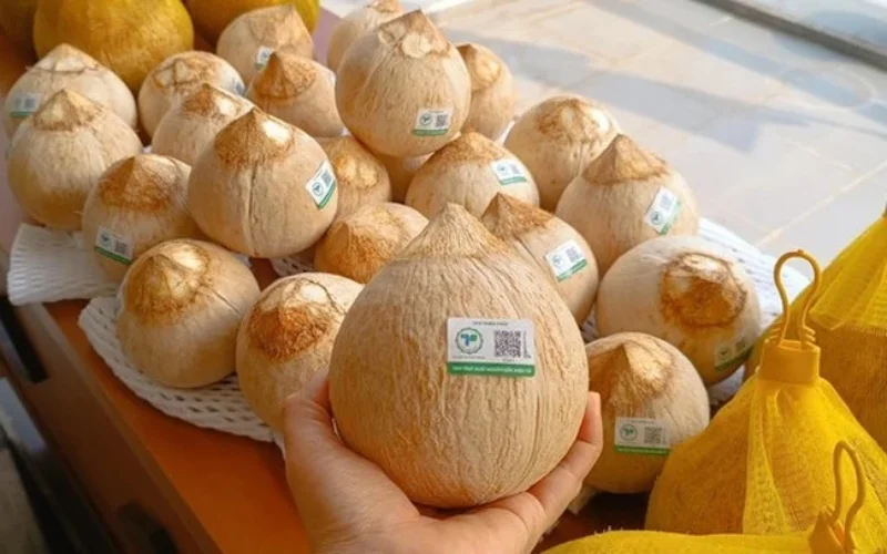 Mẫu in tem dừa xuất khẩu đạt chuẩn