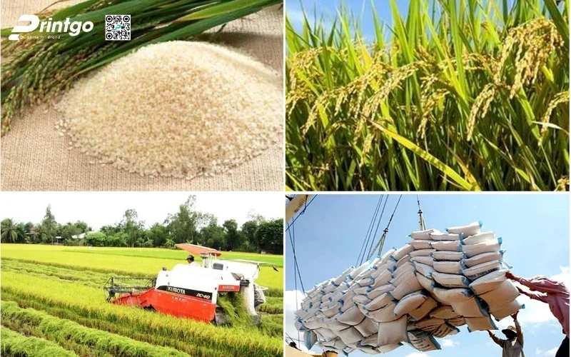 Đặc điểm chi tiết của bao bì gạo xuất khẩu phổ biến