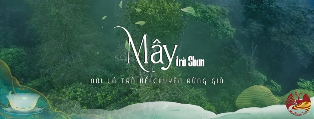 Thương hiệu Mây Trà Shan, một cái tên đã ghi dấu ấn trong lòng giới mộ điệu trà Việt