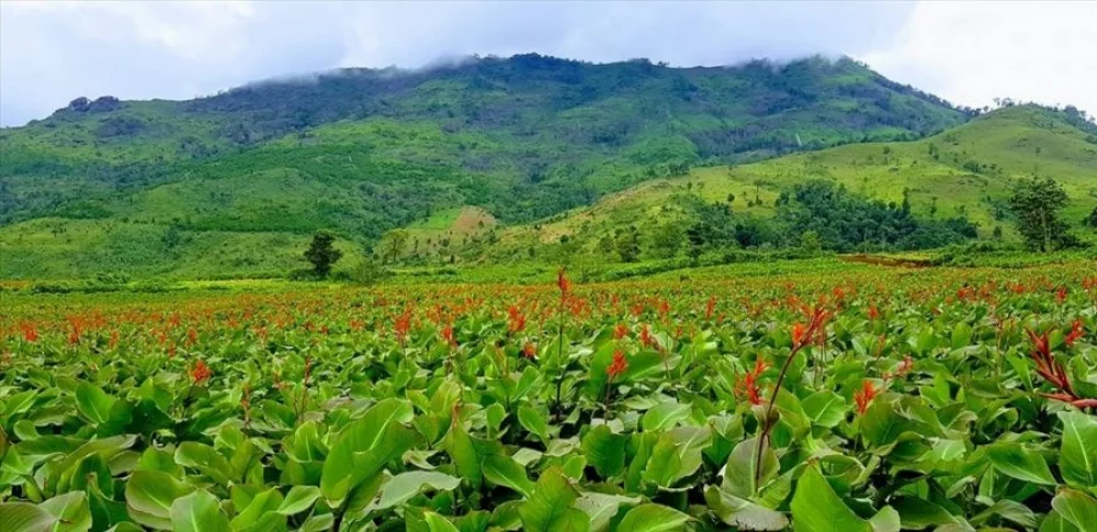 Từ miền biên viễn Bình Liêu - Nơi mạch nguồn của đặc sản tinh túy