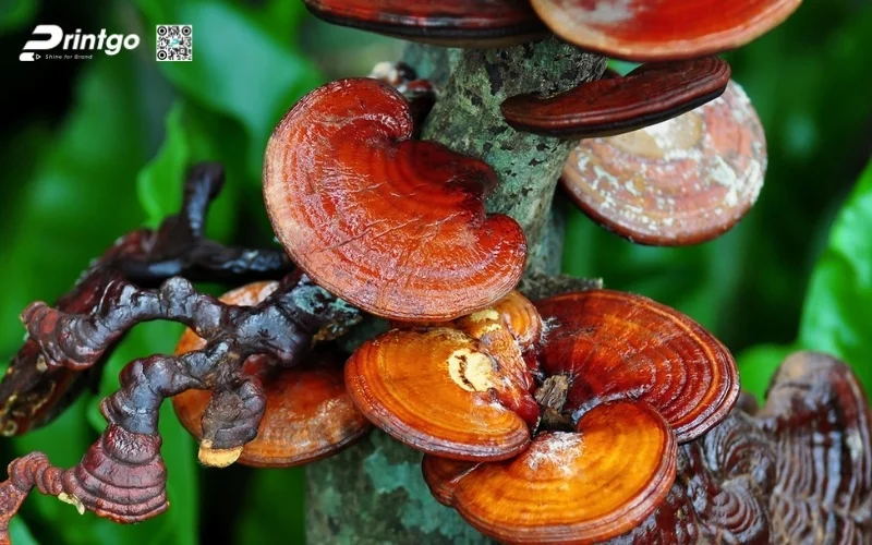 Kinh nghiệm chọn mua hộp quà Tết nấm linh chi chất lượng