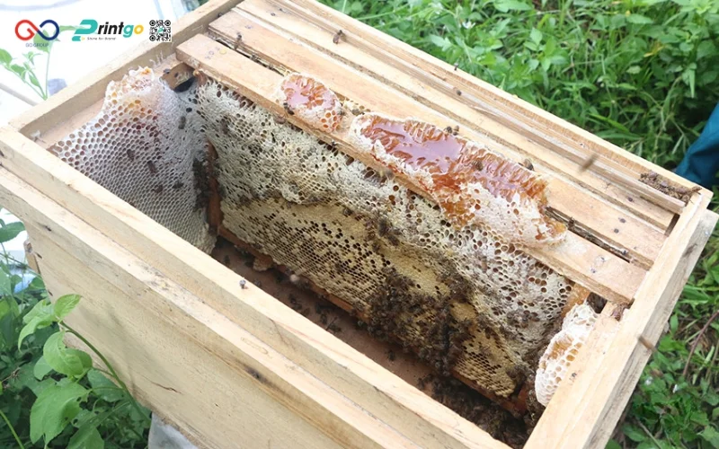 Mật ong hương rừng Tuyên Quang - Tinh túy chắt lọc từ đại ngàn Đông Bắc