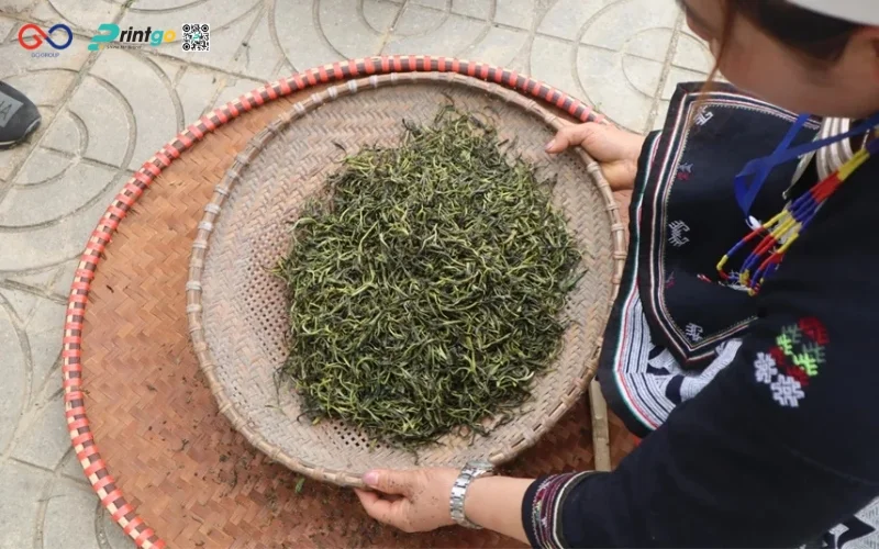 Chè Shan Tuyết Hồng Thái - Đặc sản vùng núi Na Hang Tuyên Quang