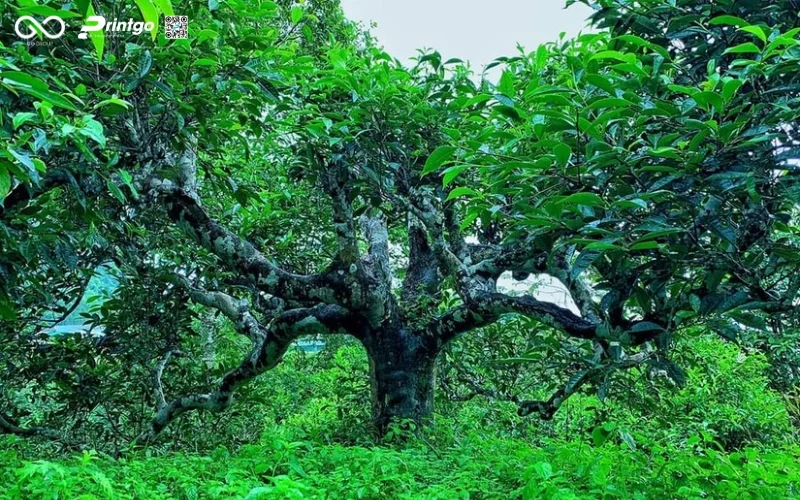 5 Ý tưởng nâng cấp bao bì chè shan tuyết Hồng Thái giúp tăng giá trị sản phẩm