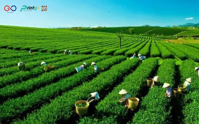 Xu hướng nâng cấp bao bì cho sản phẩm OCOP Tuyên Quang năm 2026