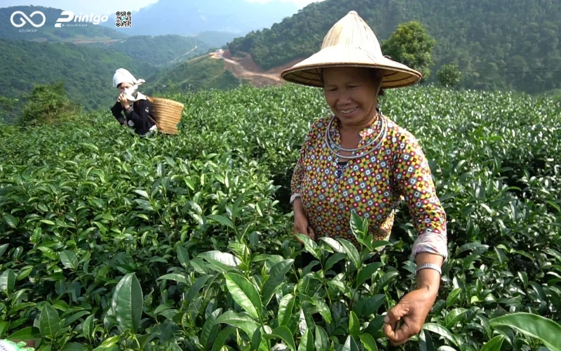 Tuyên Quang ghi nhận hơn 450 sản phẩm đạt chuẩn OCOP