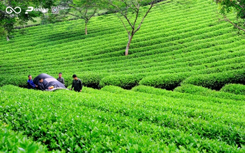 Chè xanh OCOP Tuyên Quang - Tiềm năng xuất khẩu của đặc sản chè xứ Tuyên