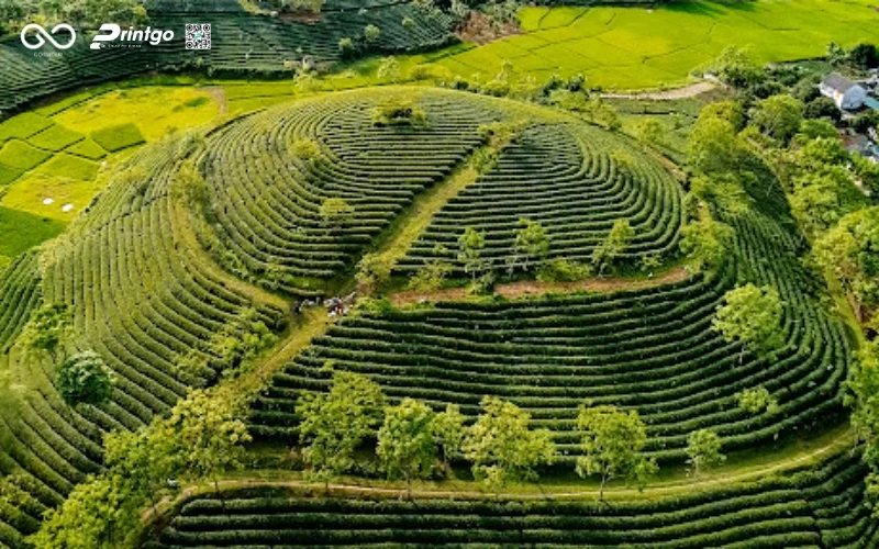 5 Thay đổi trên hộp chè xanh OCOP Tuyên Quang để vươn ra thị trường xuất khẩu