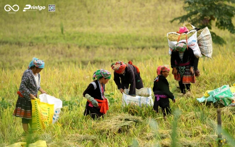 Gạo Séng Cù Lai Châu tinh hoa từ núi rừng Tây Bắc