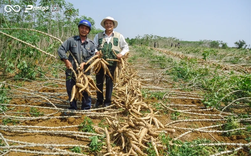 Thúc đẩy doanh số nhờ cải tiến bao bì khẩu xén Lai Châu OCOP chuyên nghiệp