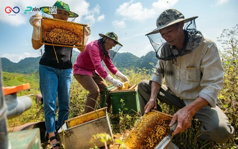 Điều gì khiến mật ong rừng OCOP Hà Giang chất lượng nhưng khó mở rộng thị trường