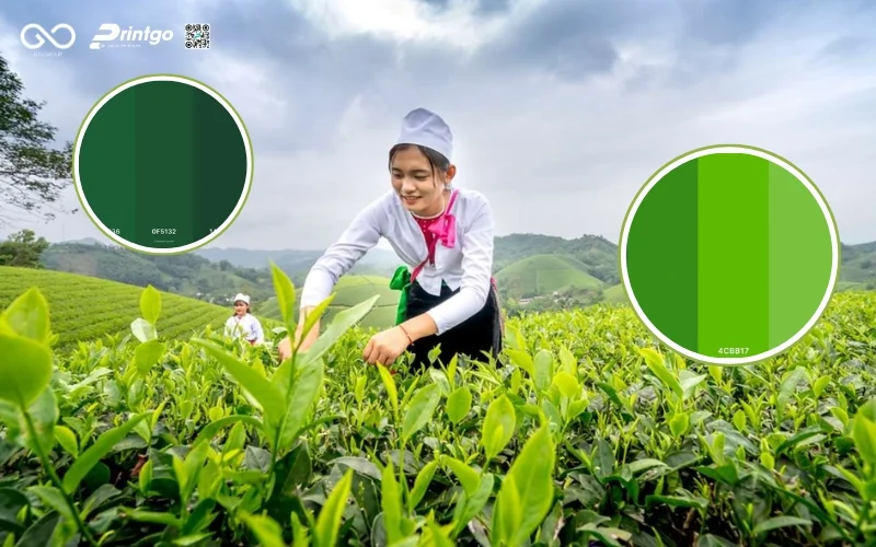 5 Thay đổi đột phá cho hộp chè xanh OCOP Tuyên Quang để xuất khẩu