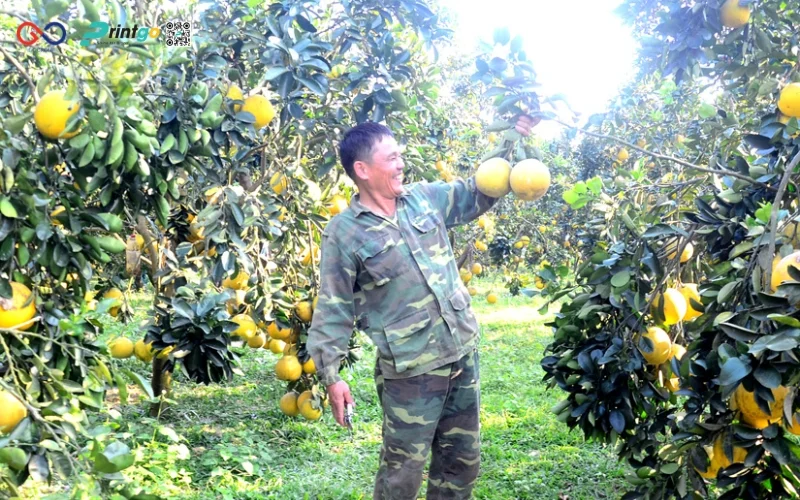 Sản lượng Tuyên Quang xuất khẩu bưởi Soi Hà sang Vương Quốc Anh