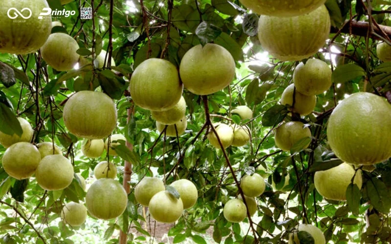 Tái định vị bao bì bưởi Soi Hà Tuyên Quang OCOP mở rộng thị trường xuất khẩu