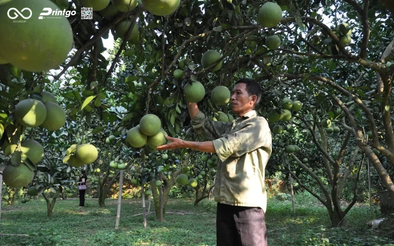 Sản lượng Tuyên Quang xuất khẩu bưởi Soi Hà sang Vương Quốc Anh