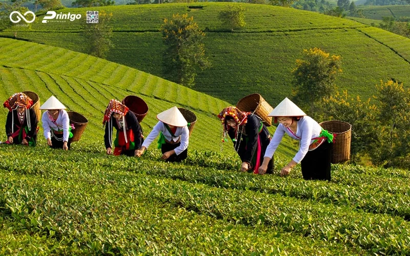 5 Thay đổi đột phá cho hộp chè xanh OCOP Tuyên Quang để xuất khẩu