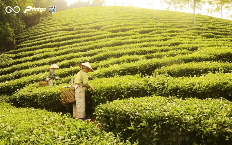 Chè xanh OCOP Tuyên Quang - Tiềm năng xuất khẩu của đặc sản chè xứ Tuyên