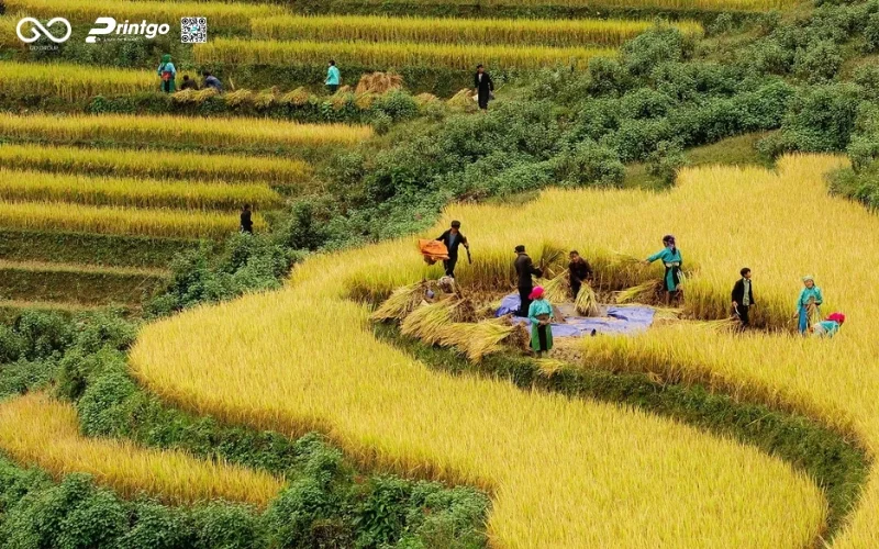 Bao bì gạo Séng Cù Lai Châu và cơ hội chinh phục thị trường quốc tế
