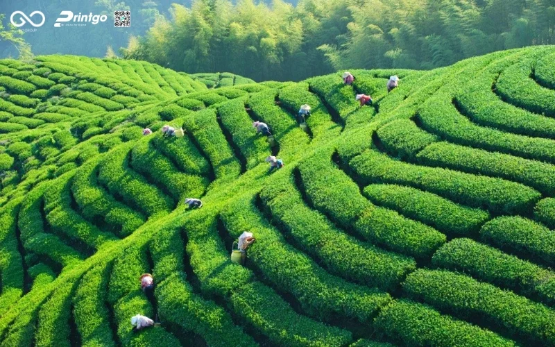 Tại sao hộp trà đông phương mỹ nhân Lai Châu cũ đang kìm hãm doanh thu của bạn?
