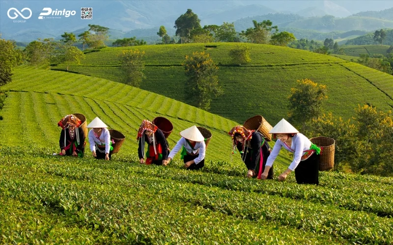 Đông Phương Mỹ Nhân - Báu vật trà từ đại ngàn Lai Châu