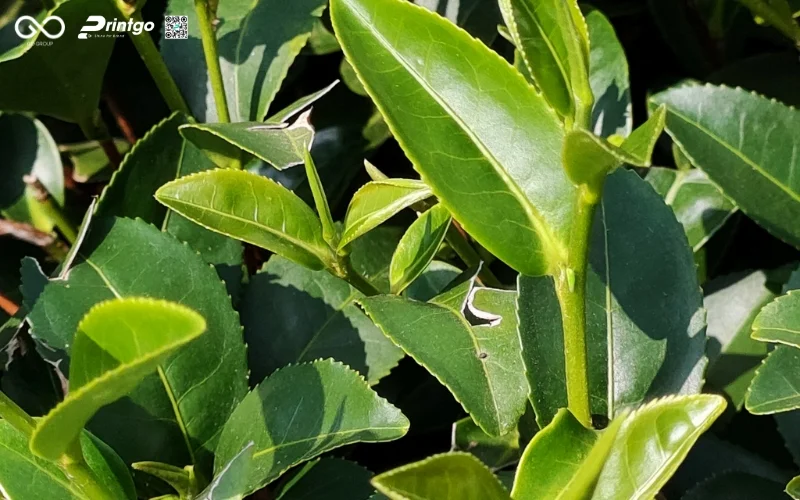 Hộp trà đông phương mỹ nhân Lai Châu đang bỏ lỡ điều gì?