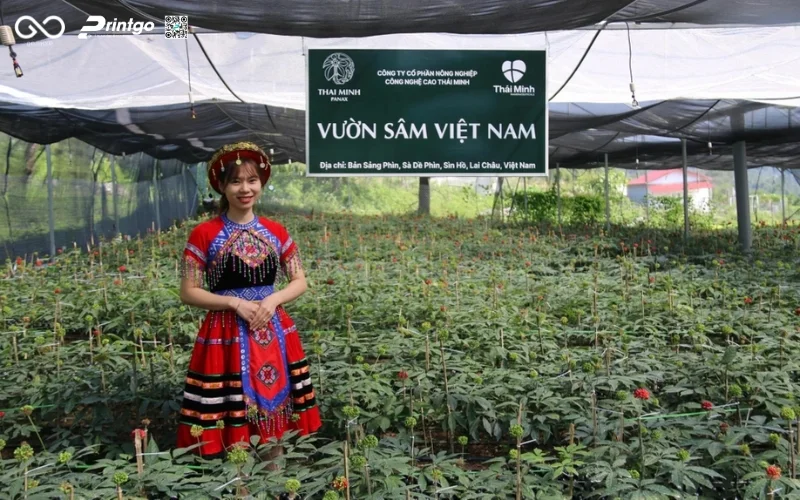 Hồng sâm Lai Châu - Tinh hoa dược liệu vùng cao Tây Bắc