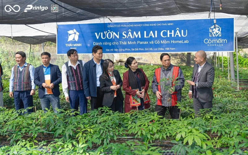 Hồng sâm Lai Châu - Tinh hoa dược liệu vùng cao Tây Bắc