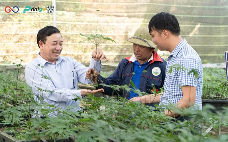 Hồng sâm Lai Châu - Tinh hoa dược liệu vùng cao Tây Bắc