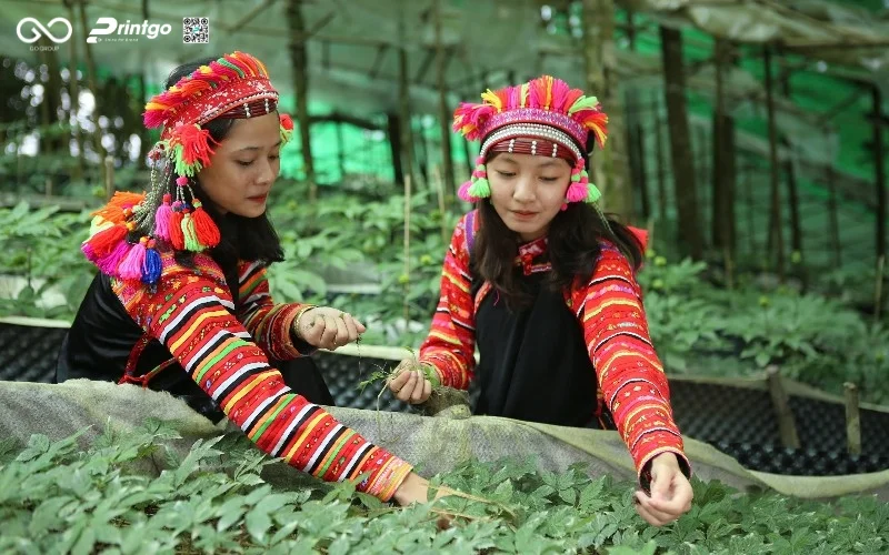 Hồng sâm Lai Châu - Tinh hoa dược liệu vùng cao Tây Bắc