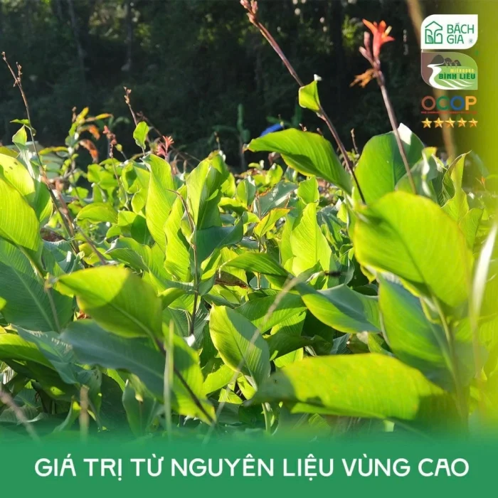 Miến dong Bình Liêu là một sản phẩm truyền thống đặc trưng của bà con dân tộc huyện Bình Liêu