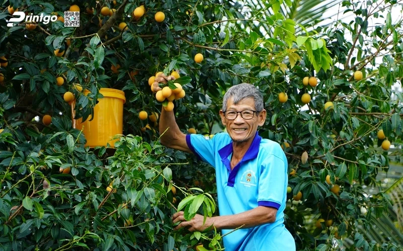 huong dan quy trinh dat ocop 4 sao chi tiet (17) 1776315187