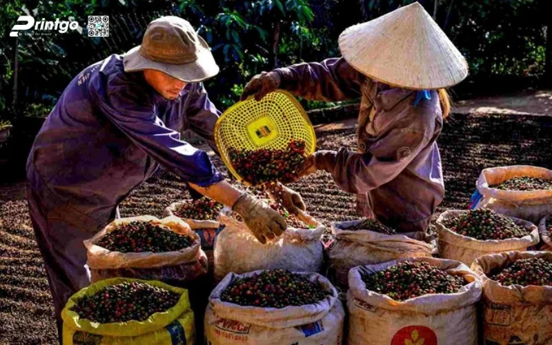 huong dan quy trinh dat ocop 4 sao chi tiet (6) 1776315078