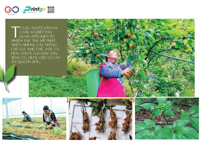 Tổng hợp nông sản OCOP Lai Châu và 5 thay đổi mở rộng thị trường phân phối