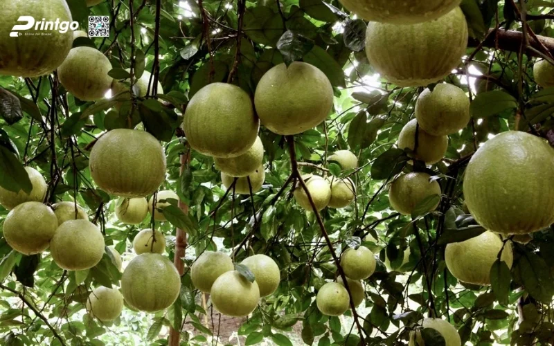 Tiềm năng bứt phá của nông sản Tuyên Quang trong tương lai