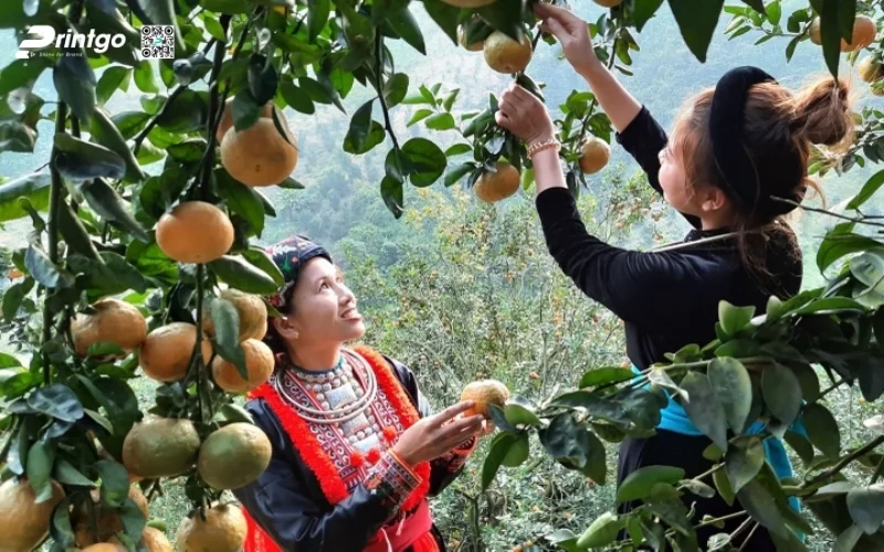 Tiềm năng bứt phá của nông sản Tuyên Quang trong tương lai