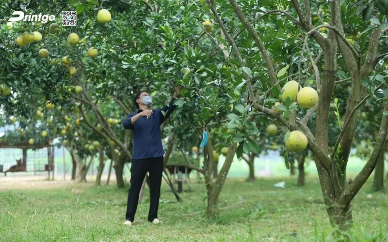 Bao bì sản phẩm OCOP Tuyên Quang đóng vai trò như thế nào trong hành trình vươn tầm xuất khẩu 