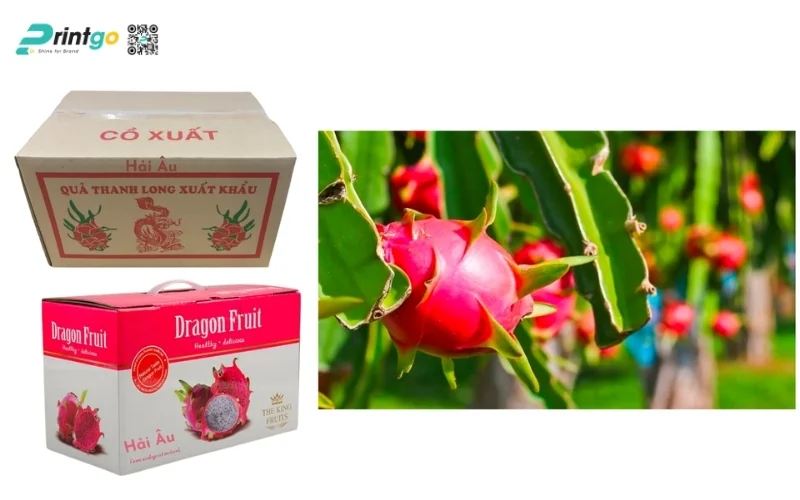 Thông tin bắt buộc in trên thùng carton đựng thanh long xuất khẩu
