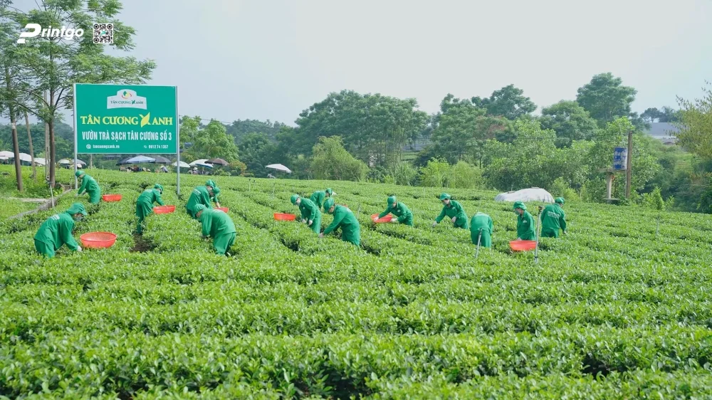 du an thiet ke va in hop dung tra tan cuong xanh qua tang ngoai giao cao cap doi che 1781661437
