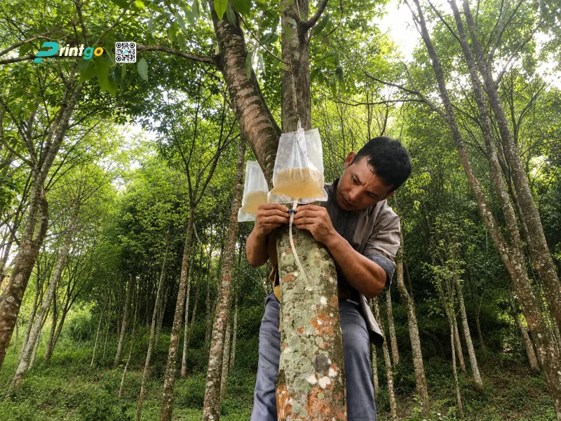 Vì sao vùng trồng dó bầu Tây Nguyên cần tiến xa hơn việc bán nguyên liệu?