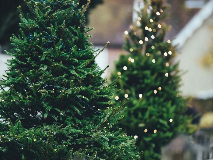 Tổng hợp ảnh cây thông Noel đẹp nhất | Christmas decorations, Christmas  activities, Christmas tree